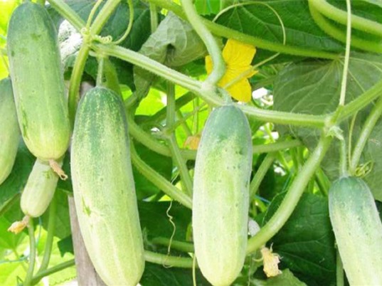 TPHCM: Lai tạo giống dưa leo đơn tính cái trồng trong nhà màng